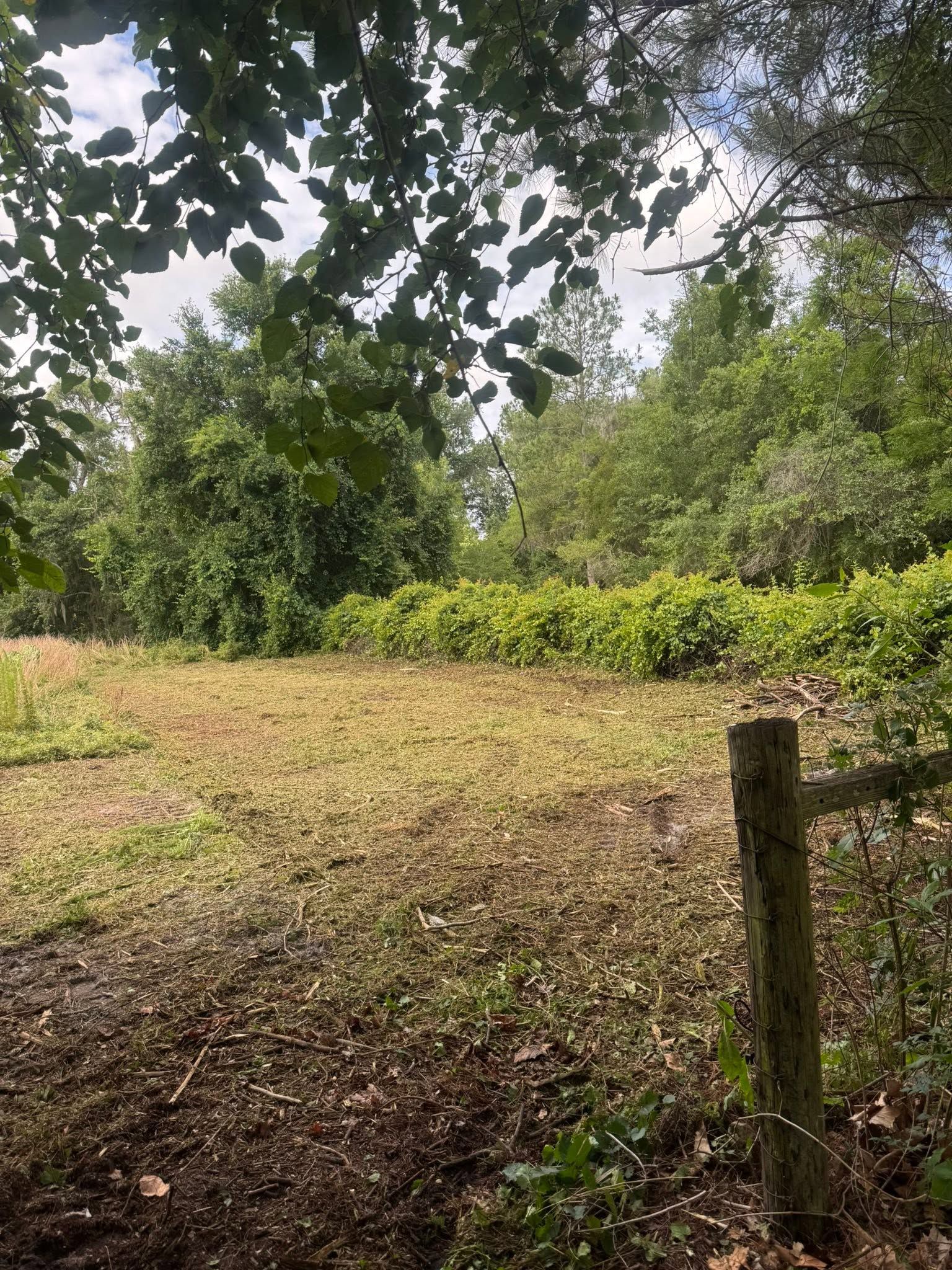 Overgrown grassy clearing with trees and a wooden fence post in the foreground
