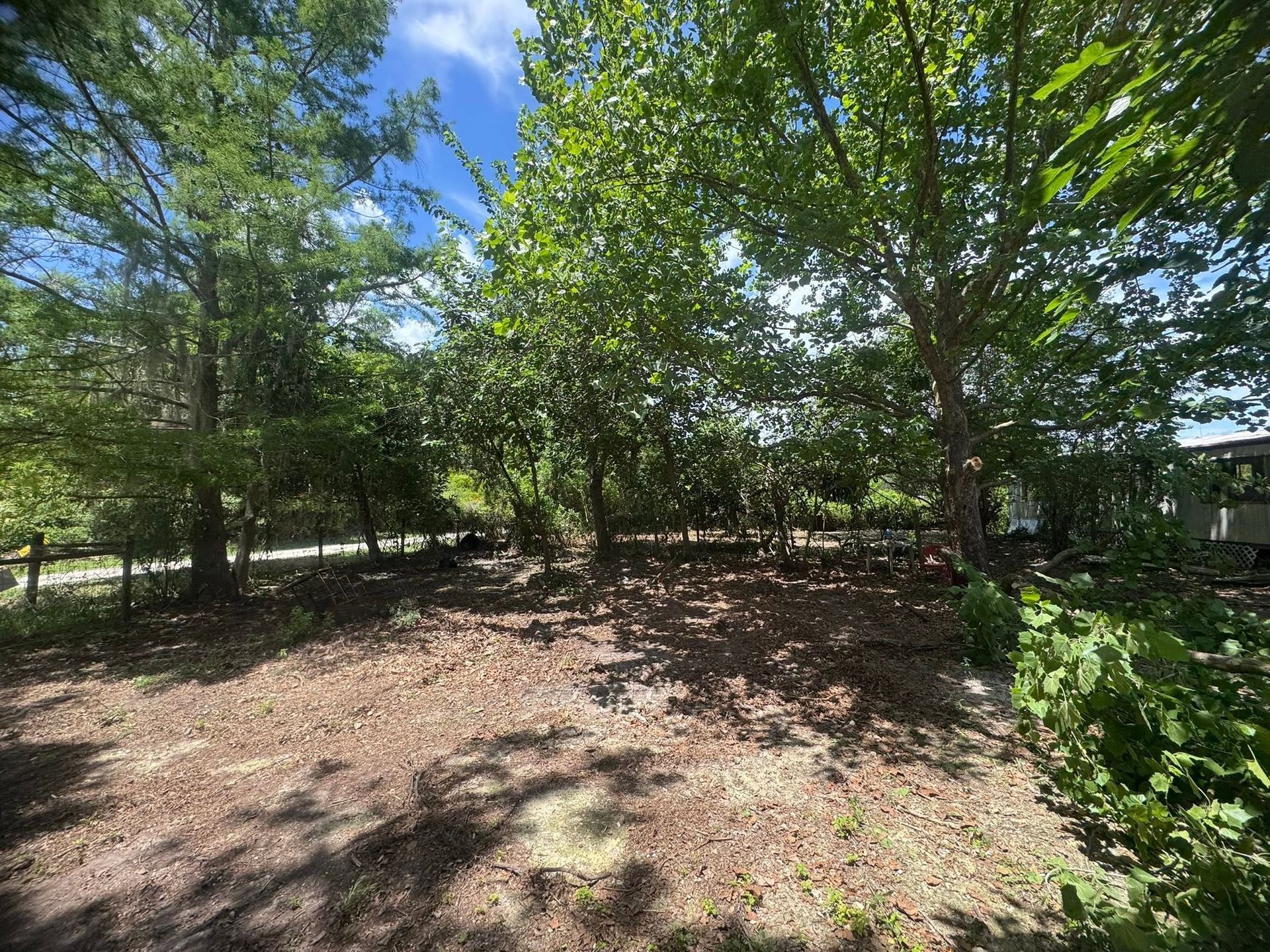 Leafy woodland clearing with dappled sunlight, trees, and a dirt ground under a blue sky