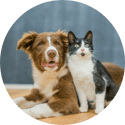 A dog and a cat are sitting next to each other on a wooden floor.