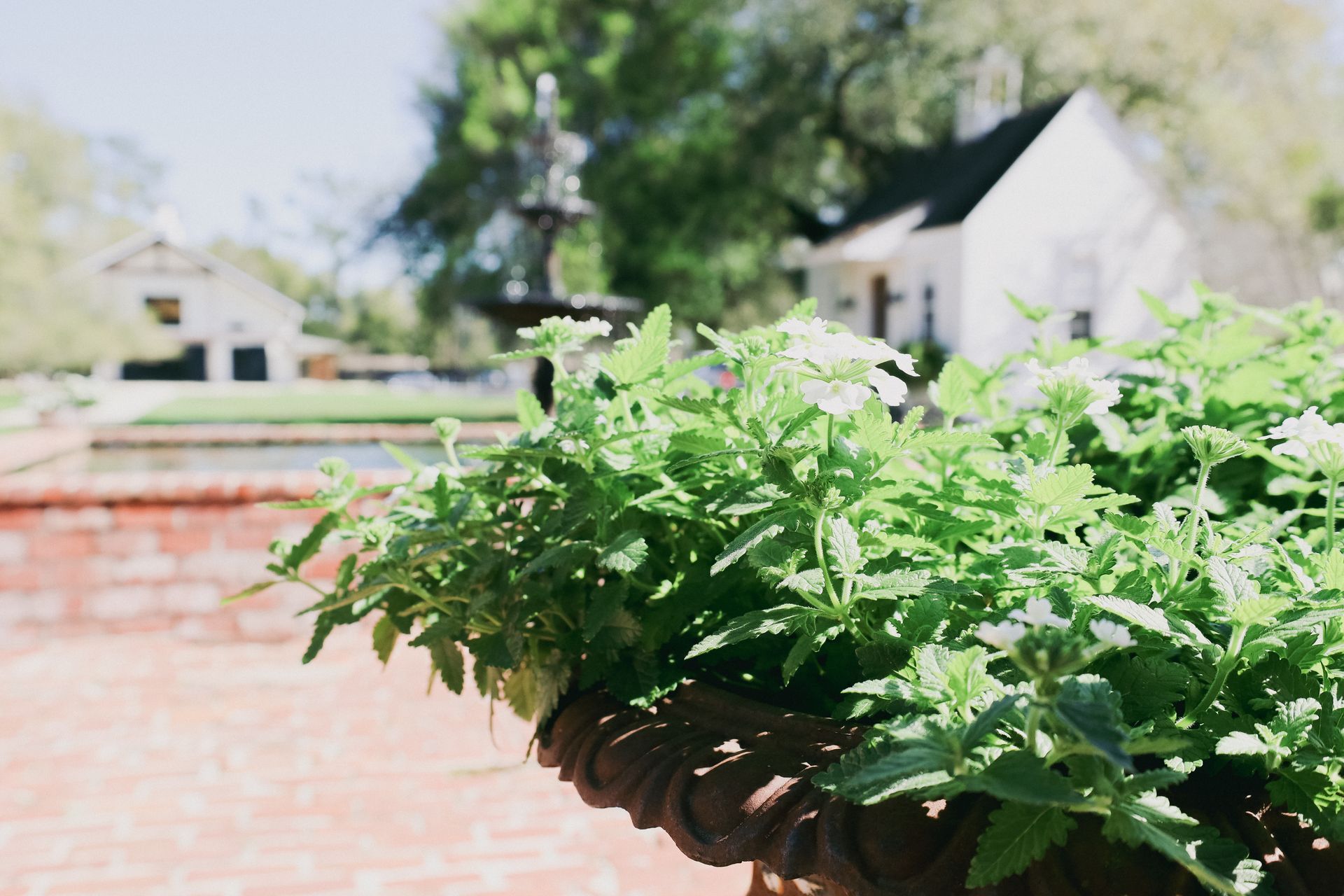 Close-up of leafy green plants in a stone planter, with brick patio, buildings, and fountain in the background.
