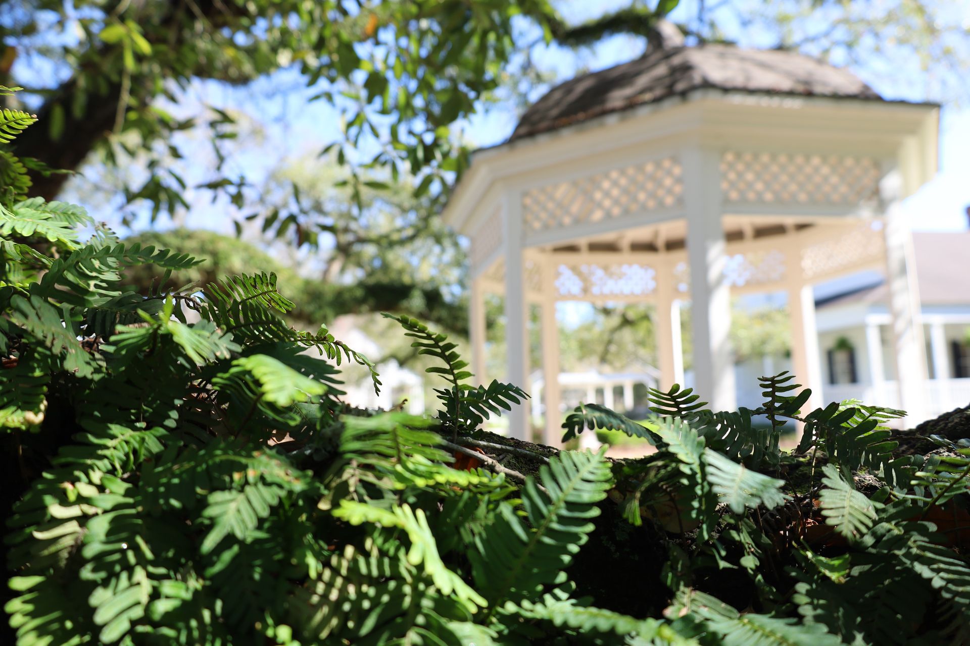 Lush green ferns in sharp focus, with a blurred white gazebo and a house in the background under a blue sky.