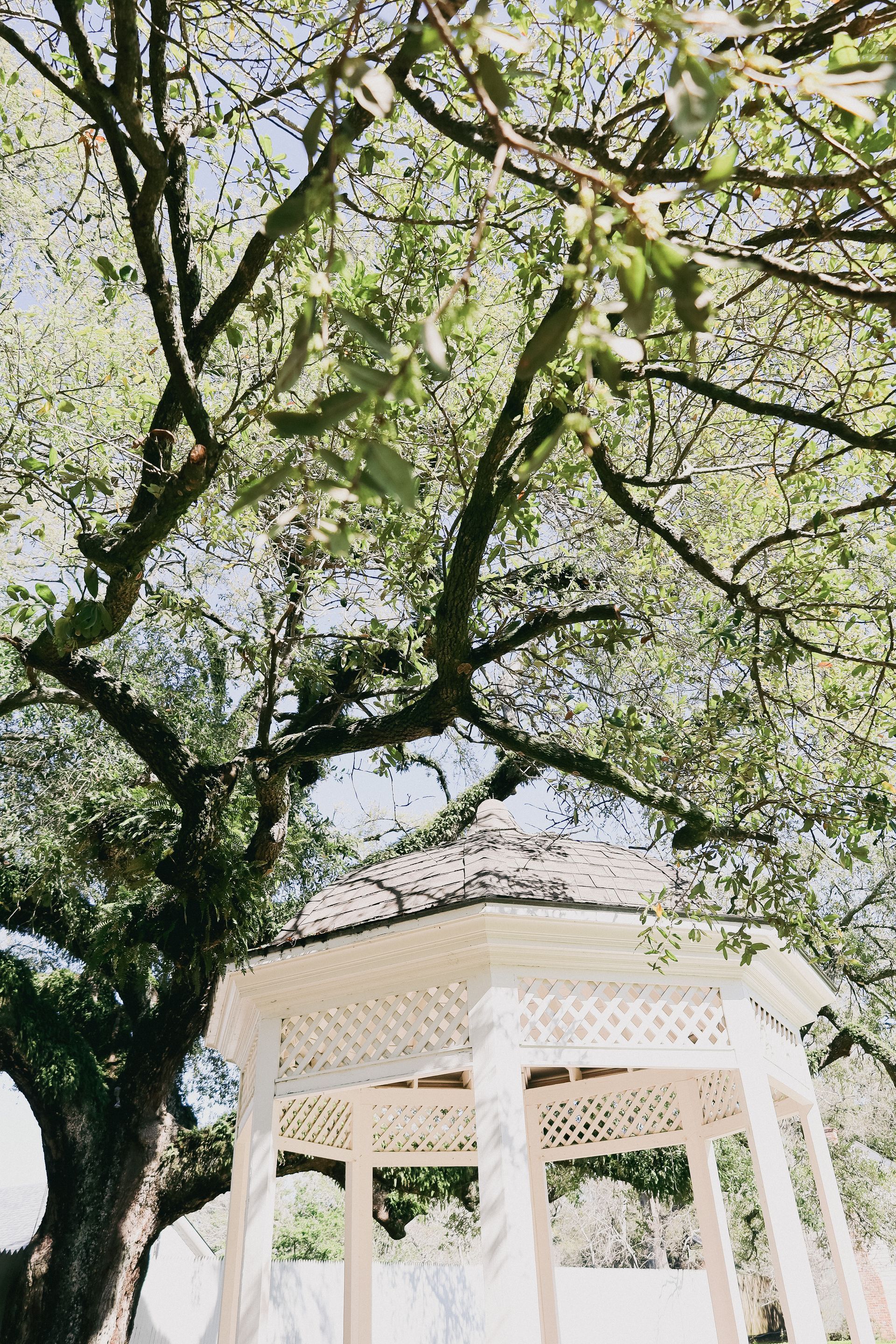 White gazebo beneath a large tree with green leaves and a blue sky in the background.
