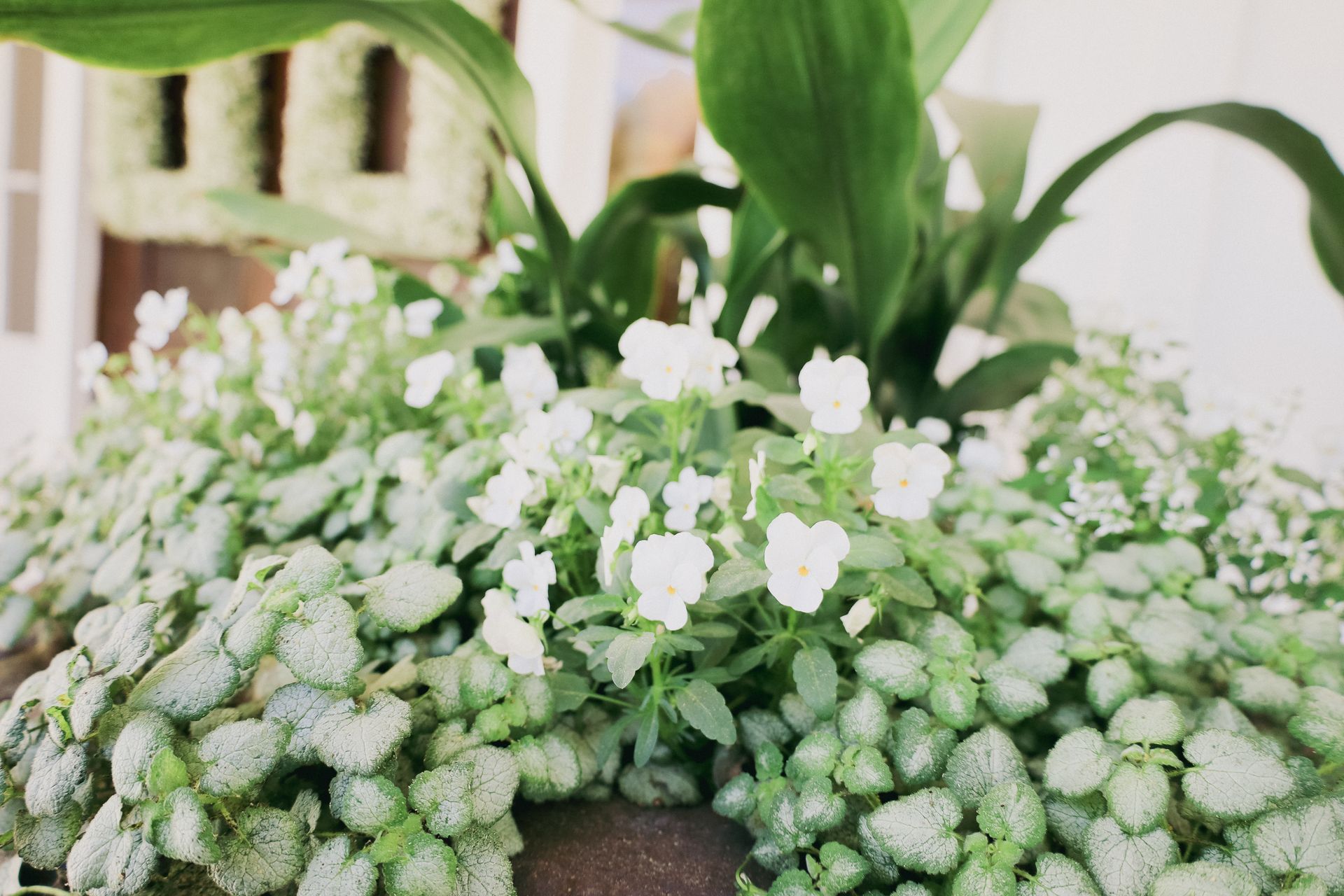 White flowers with green foliage in a planter, a backdrop of other greenery.