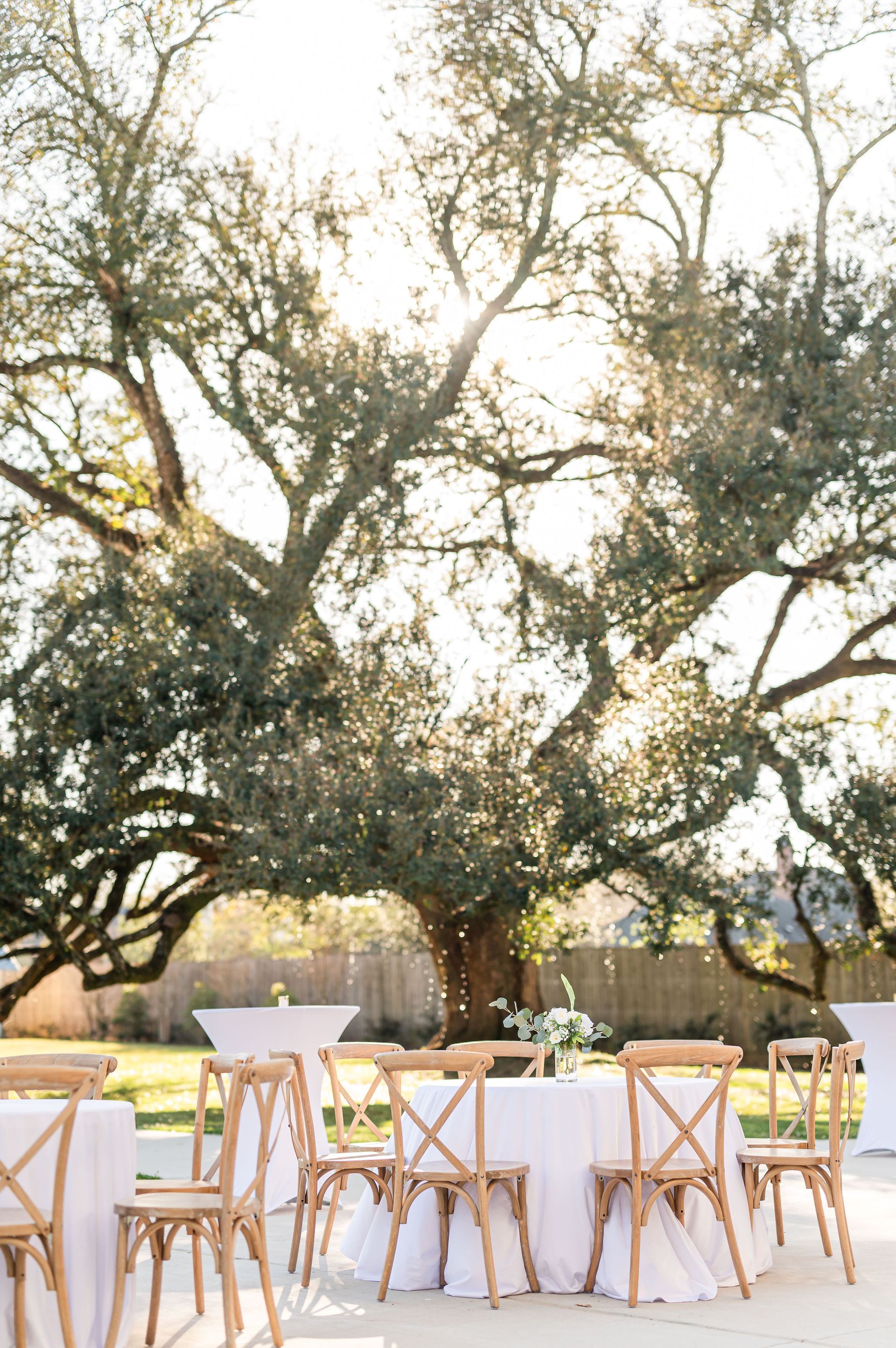 Outdoor event with tables, chairs, and decorations under a large tree. Sunlight filters through the branches.