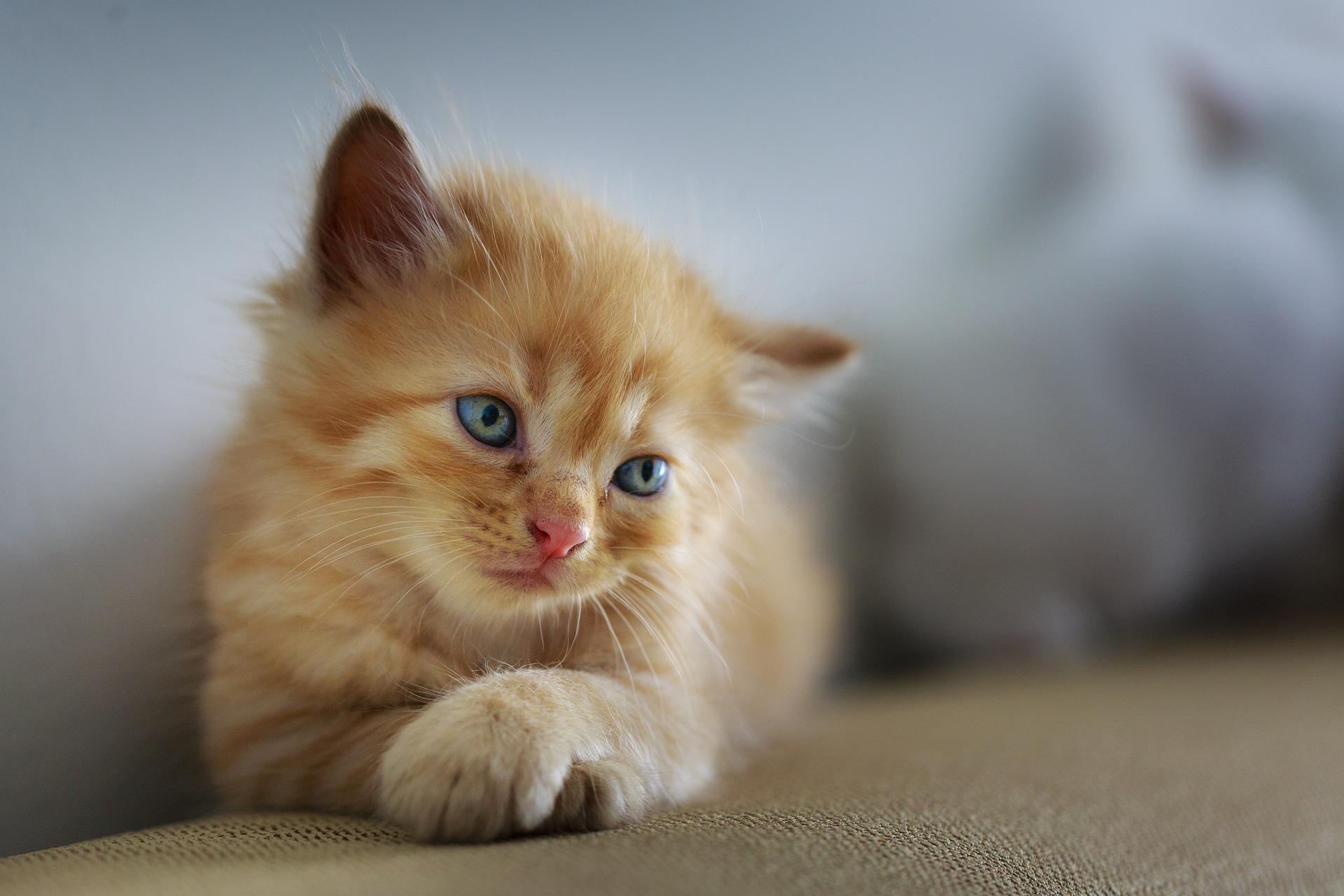 ARTICOLI PER ANIMALI