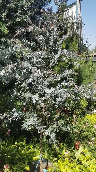 JARDINES IKAL 