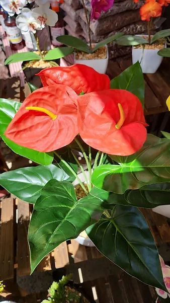 JARDINES IKAL 
