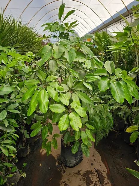 JARDINES IKAL 
