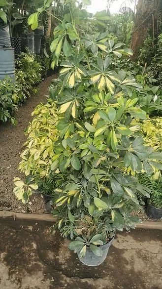 JARDINES IKAL 