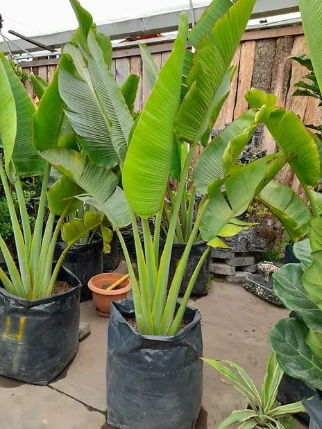 JARDINES IKAL 
