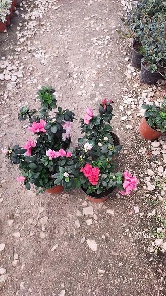 JARDINES IKAL 