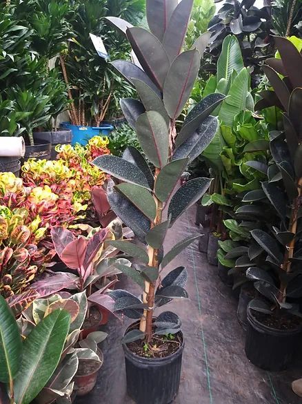 JARDINES IKAL 
