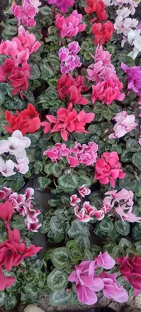 JARDINES IKAL 
