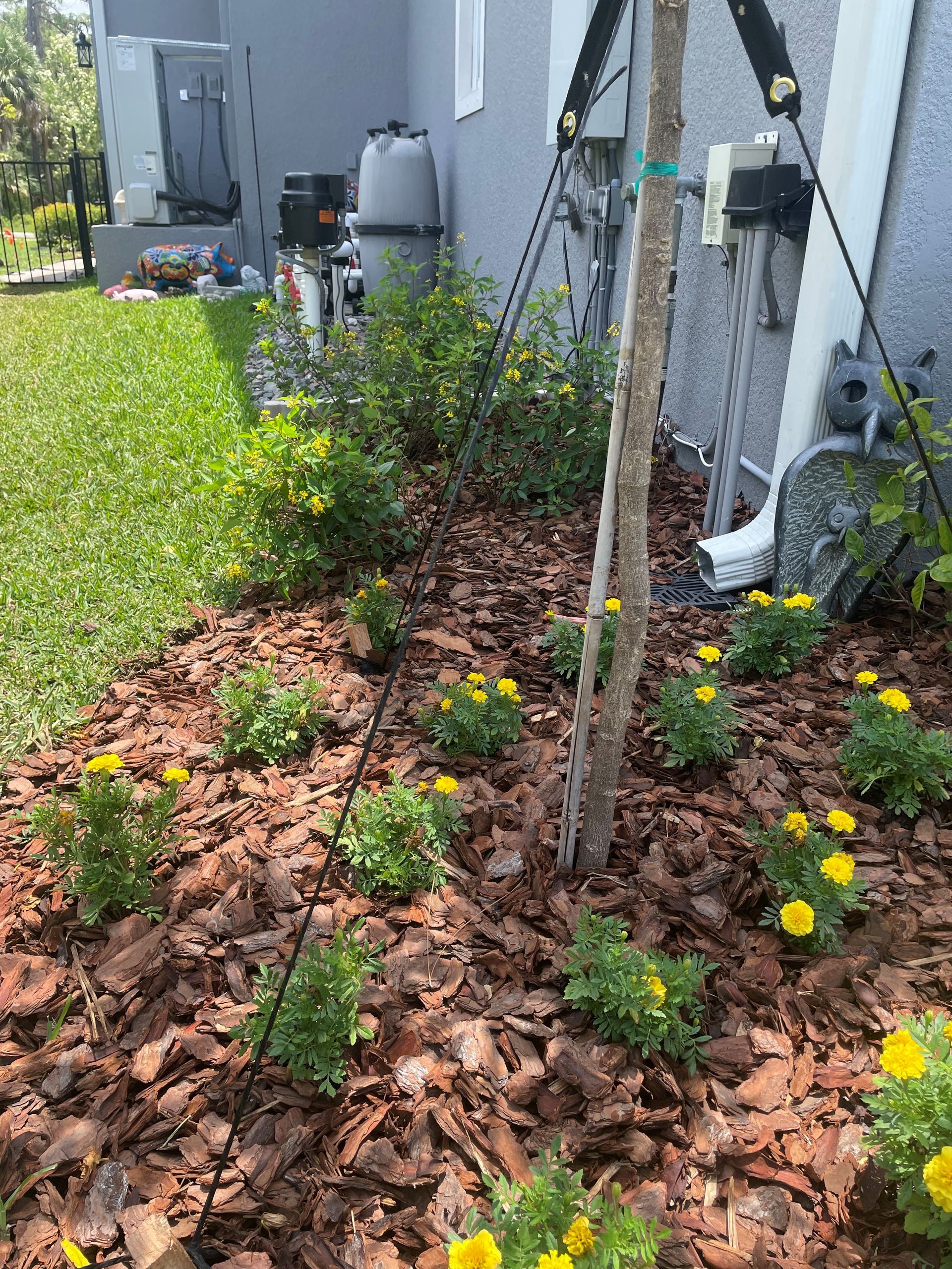 Lantana Flower Bed