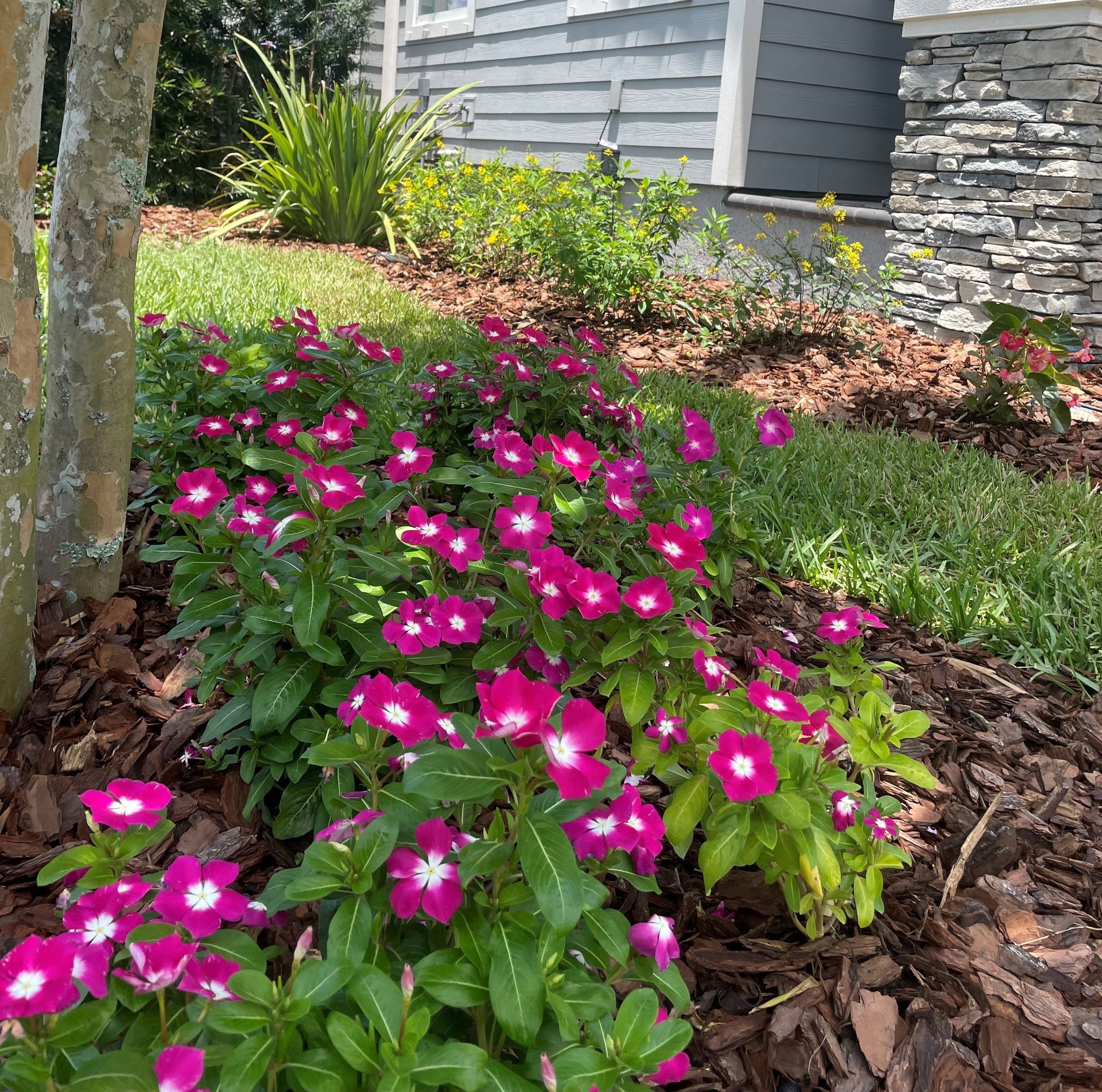 Vinca Flower Bed
