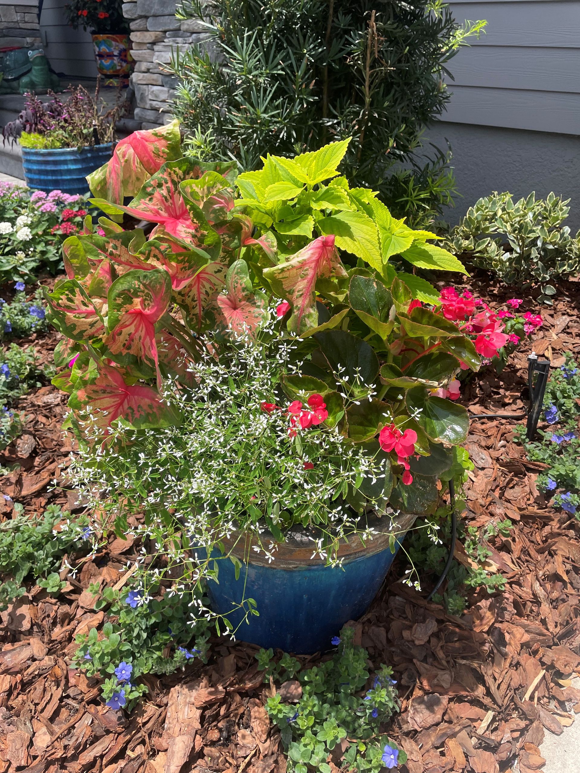 Container Planting