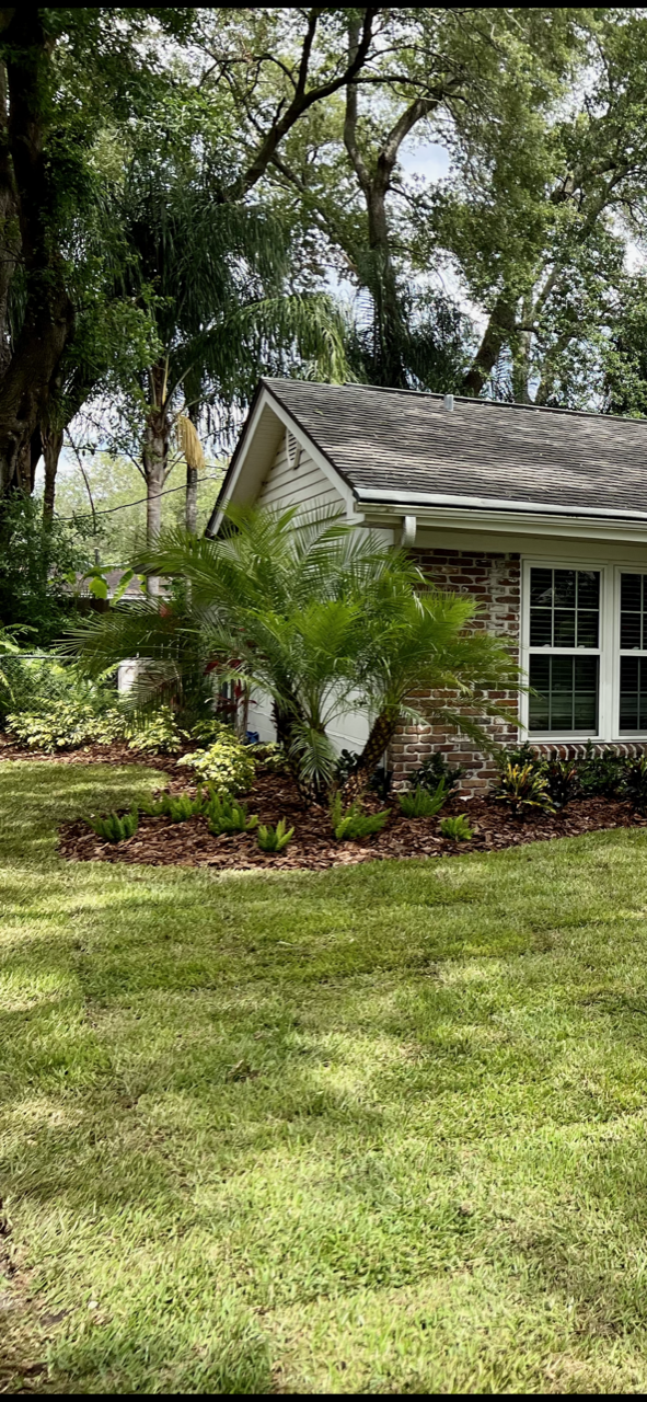 Pygmy Date Palm Landscaping