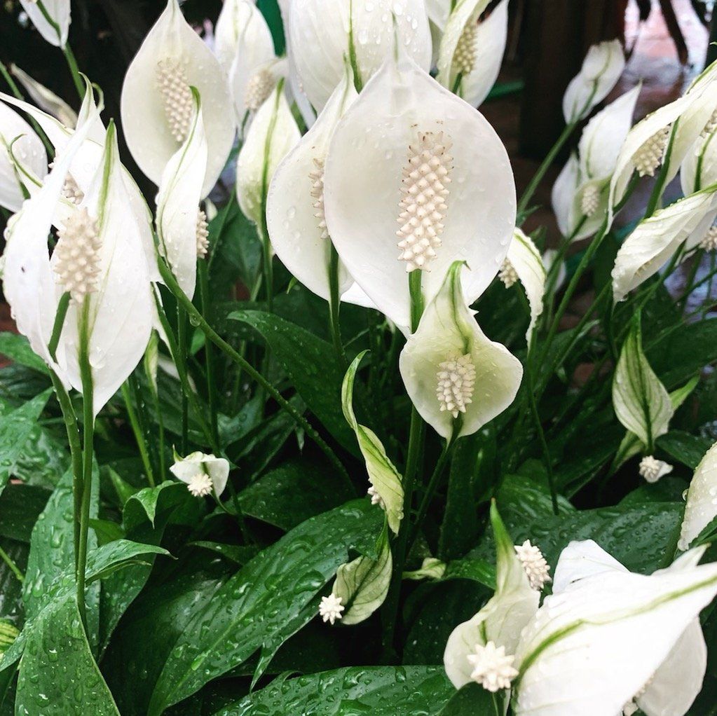 Peace Lily Spathiphyllum