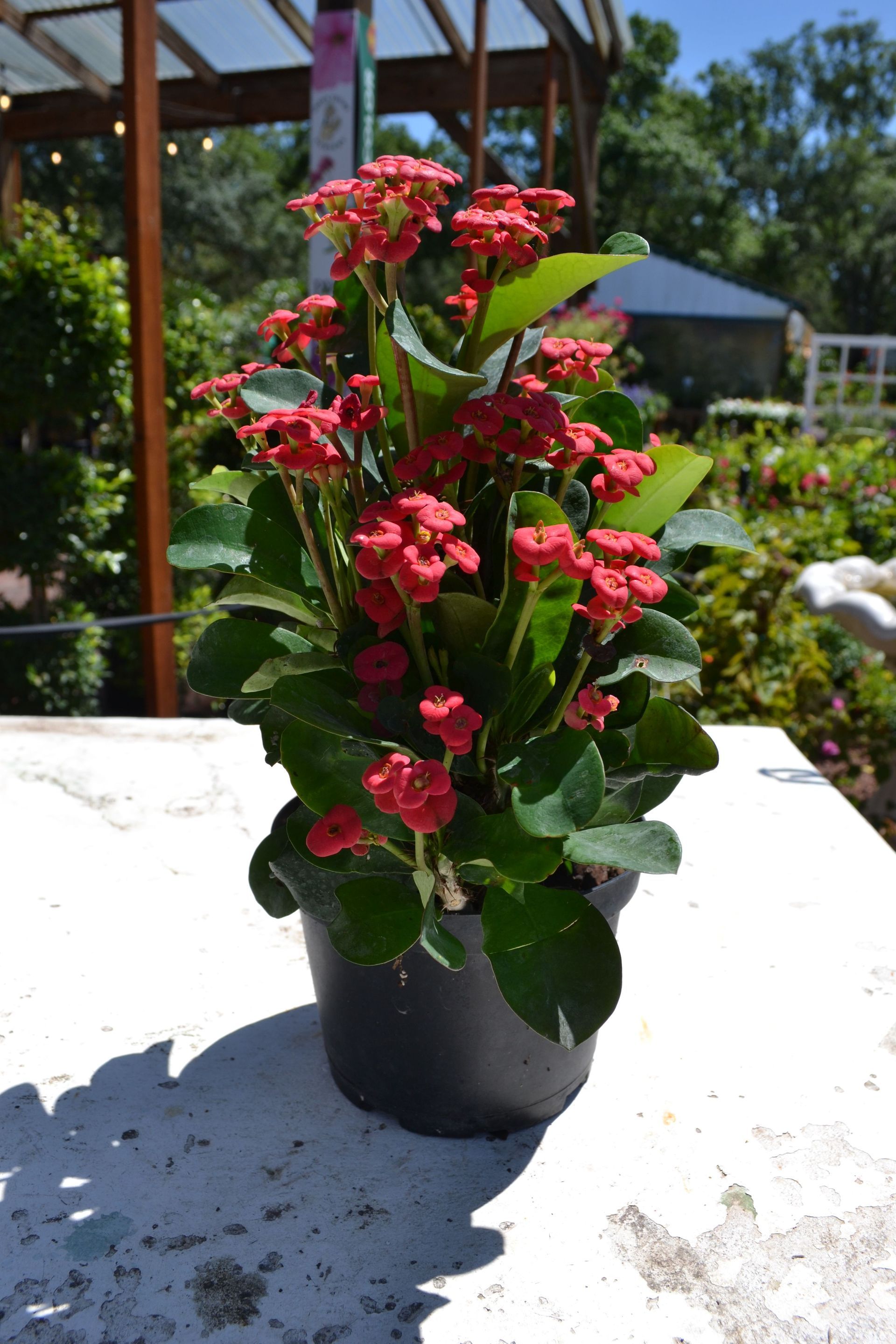Crown of Thorns Red