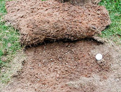 Grubs Under Grass