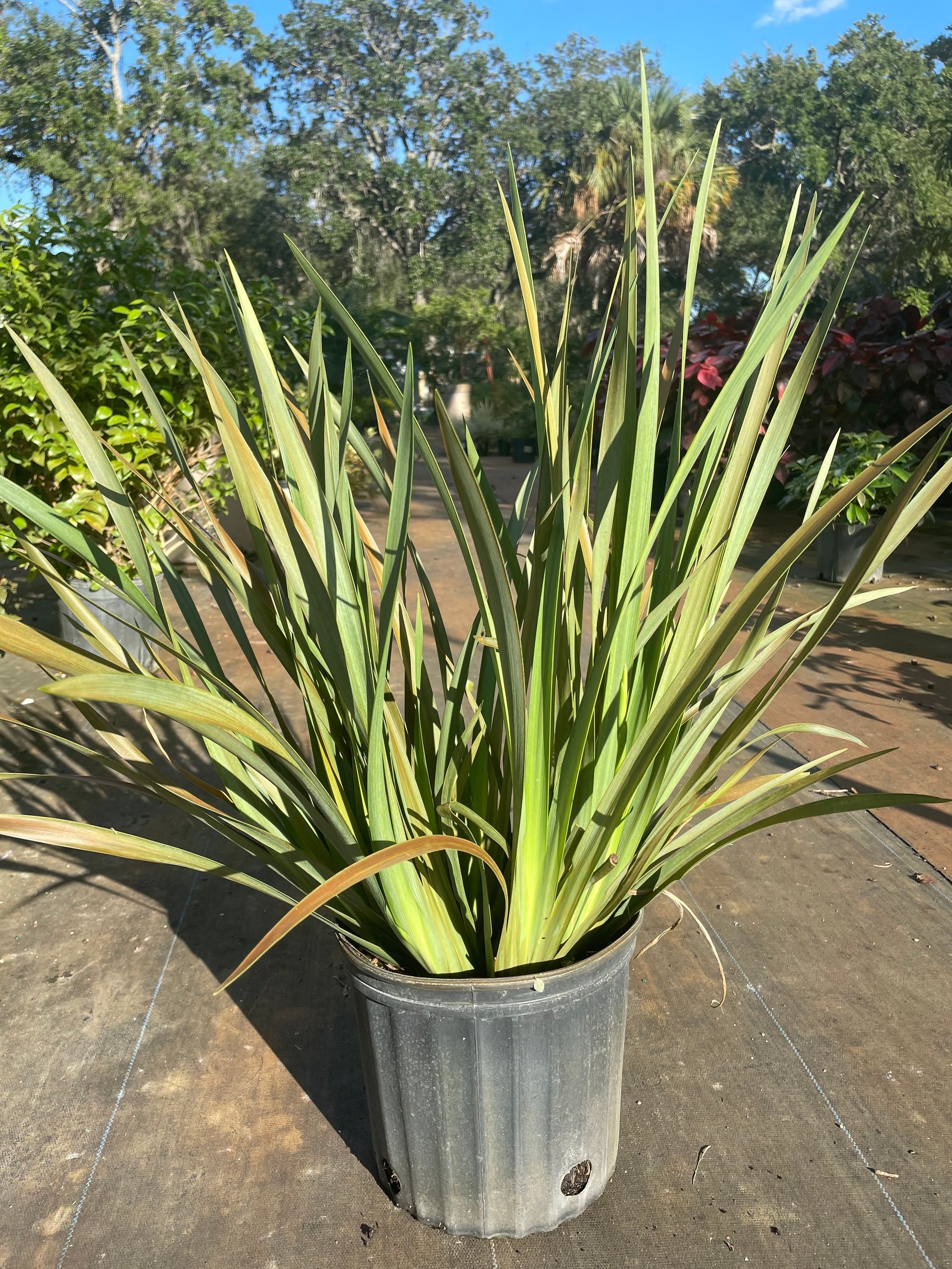 African Iris