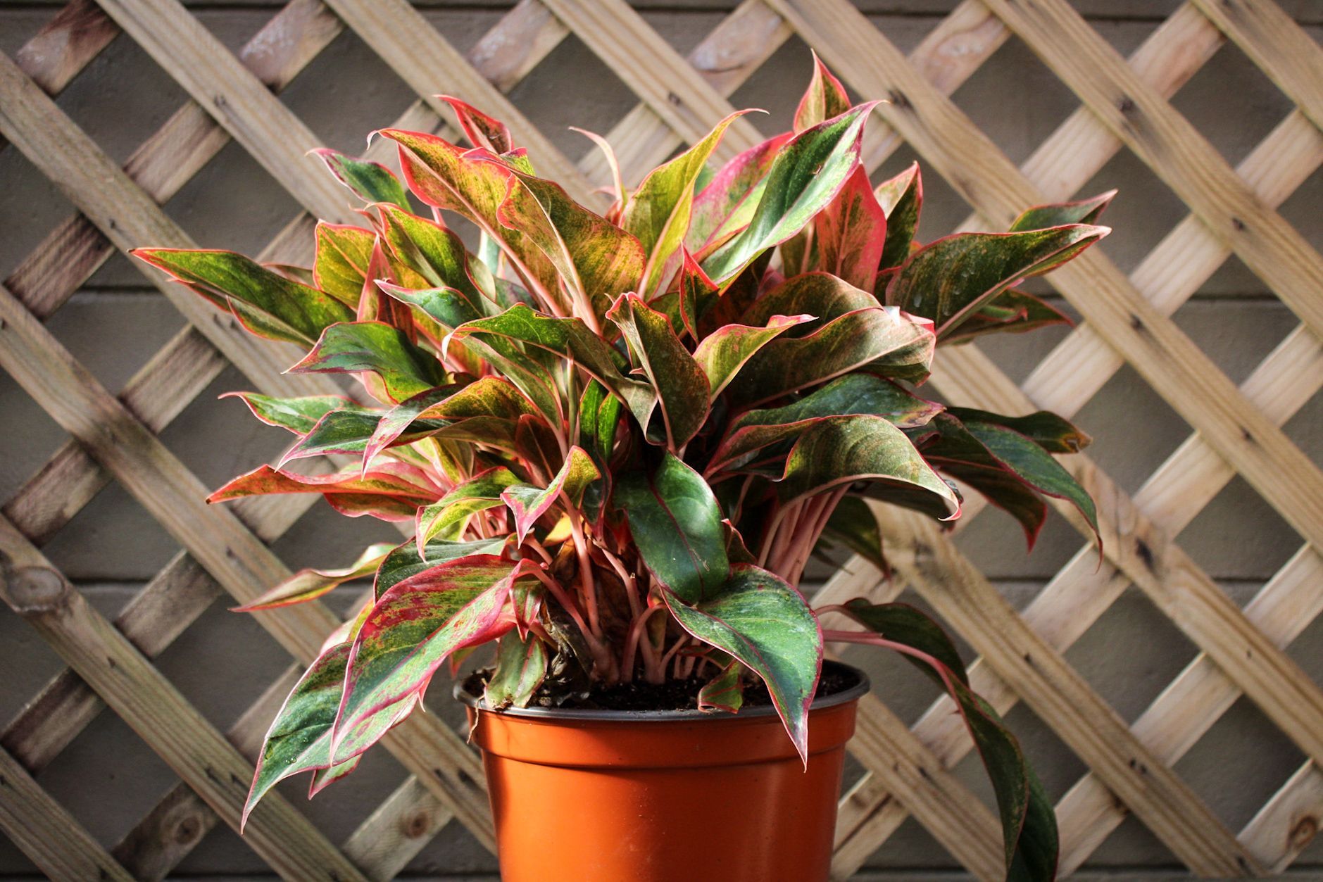Aglaonema Red Creta