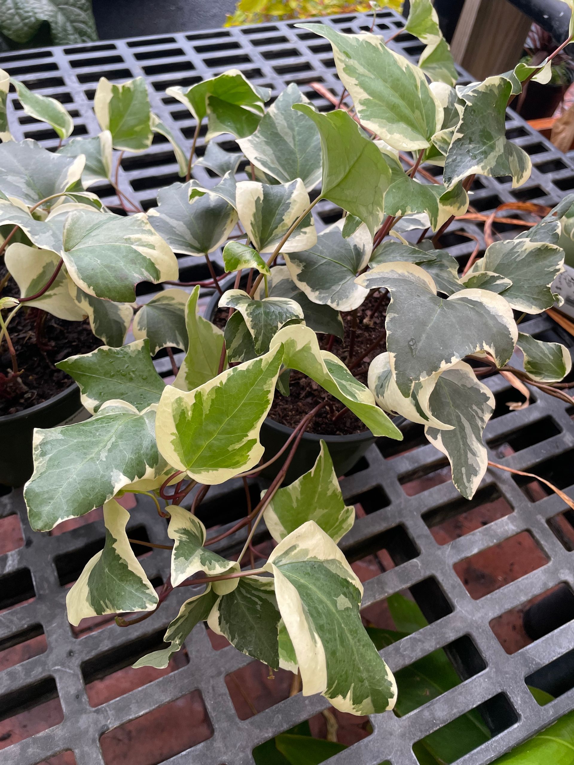 Algerian Ivy