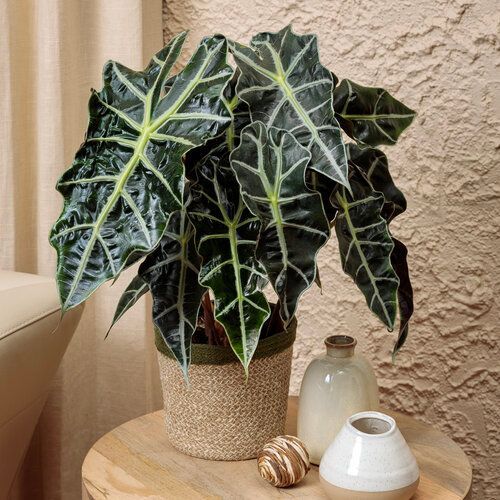 Alocasia Amazonica Mythic Gryphon Jewel