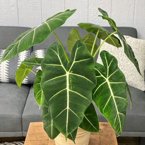 Alocasia Mythic Frydek Elephant Ears