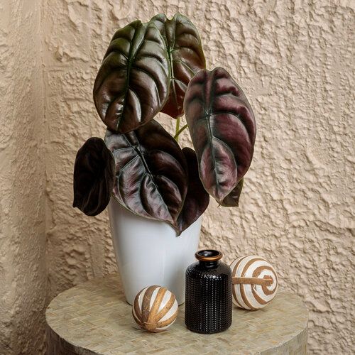 Alocasia Mythic Red Secret