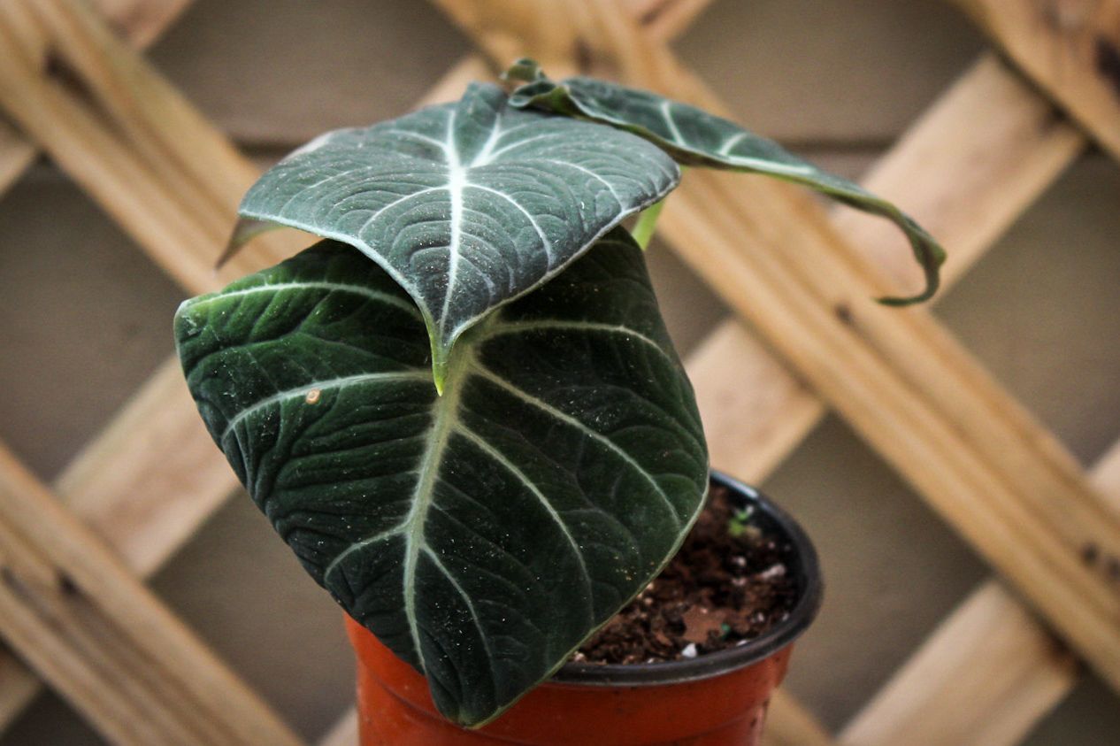 Alocasia Black Velvet