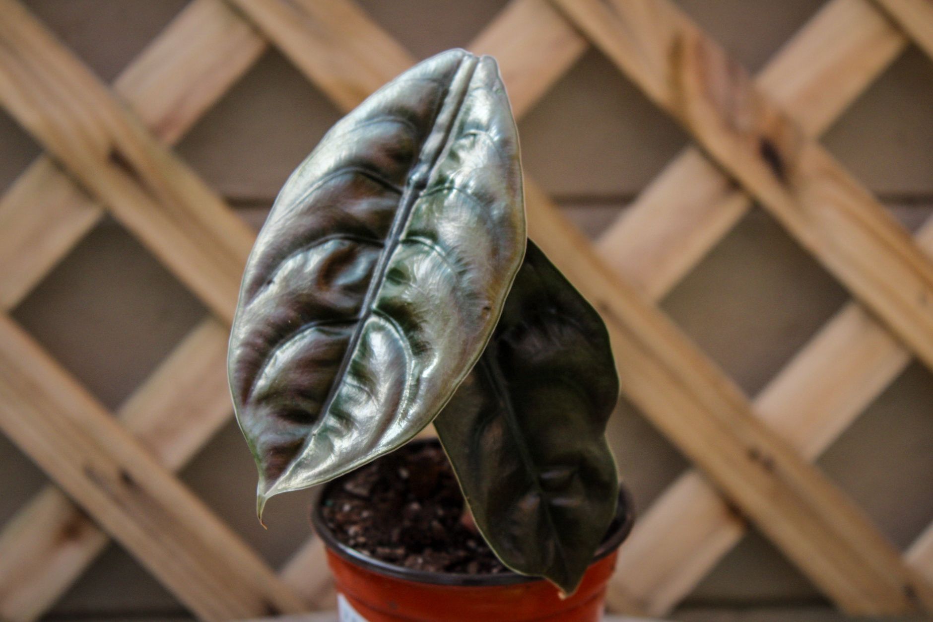 Alocasia Cuprea