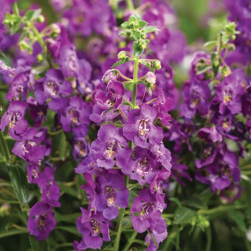 Angelface Angelonia Blue