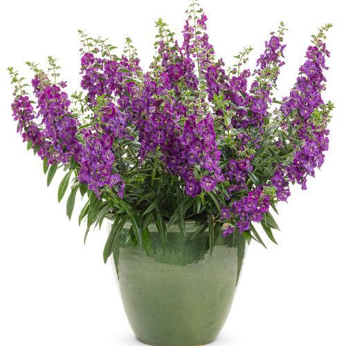 Angelface Angelonia Blue Pot