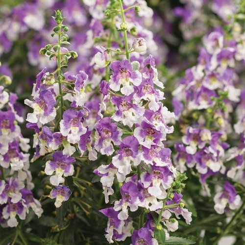 Angelface Angelonia Wedgewood Blue