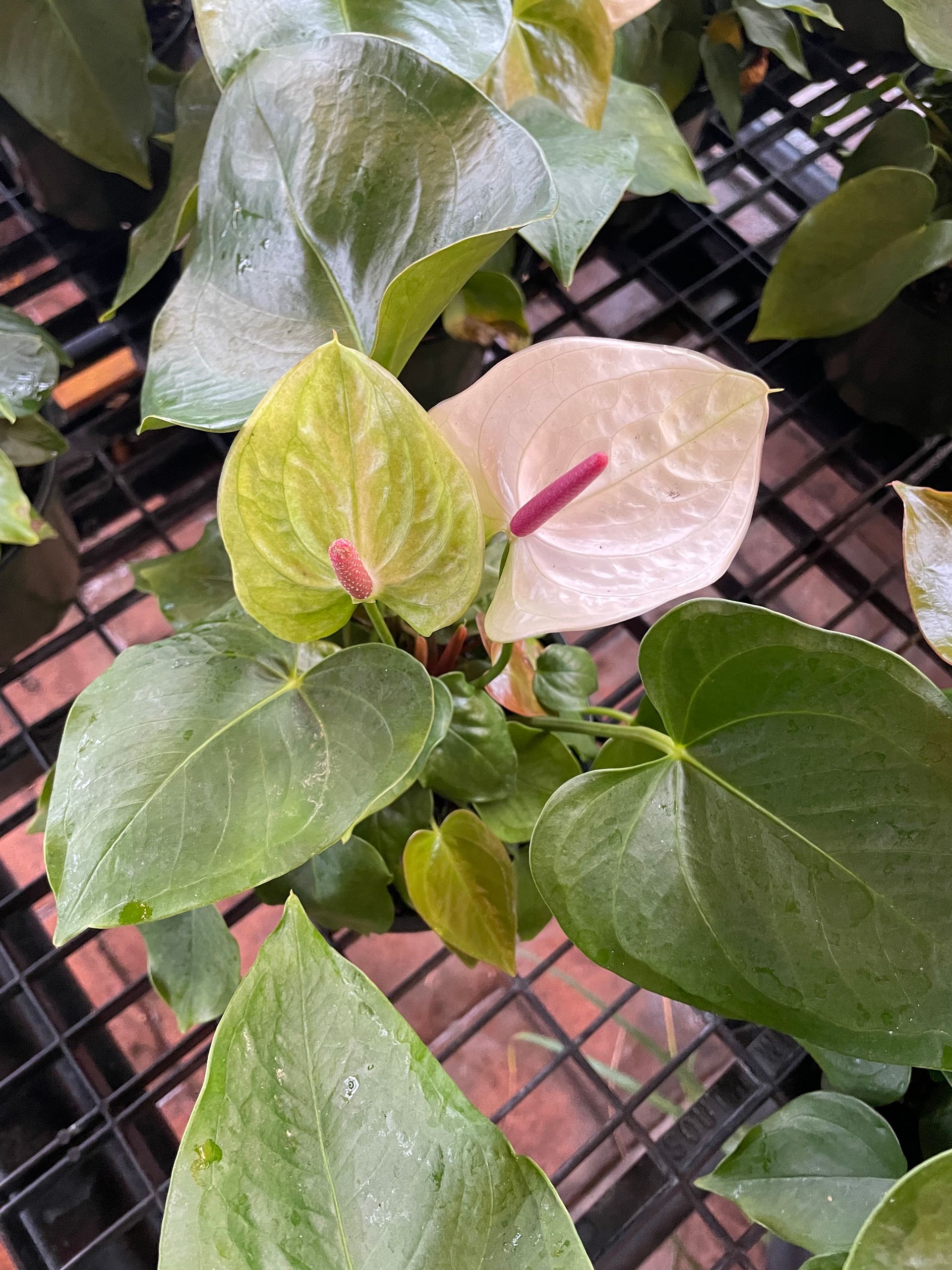 Anthurium