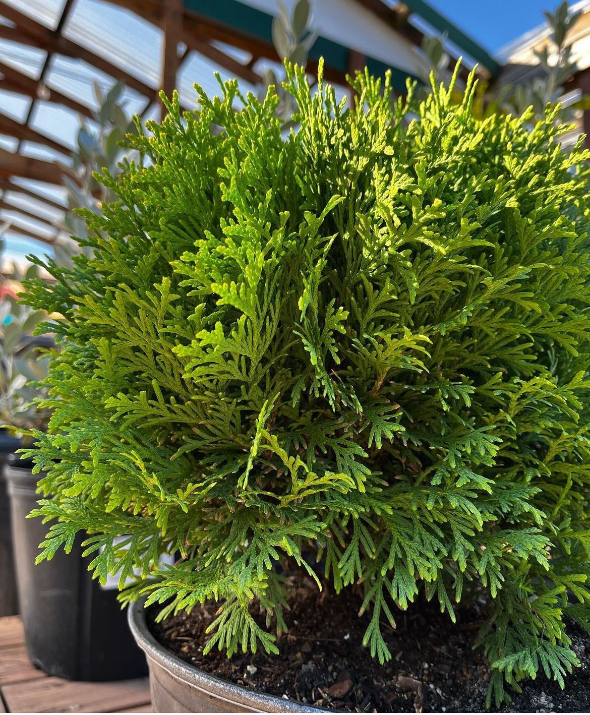 Arborvitae