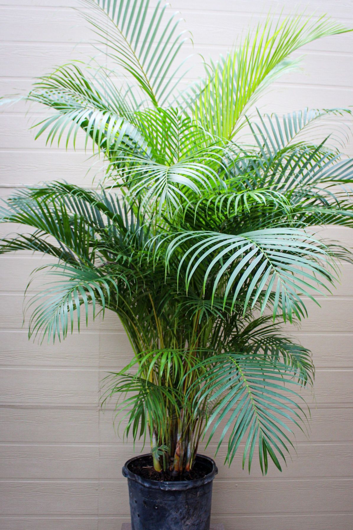 Areca Palm
