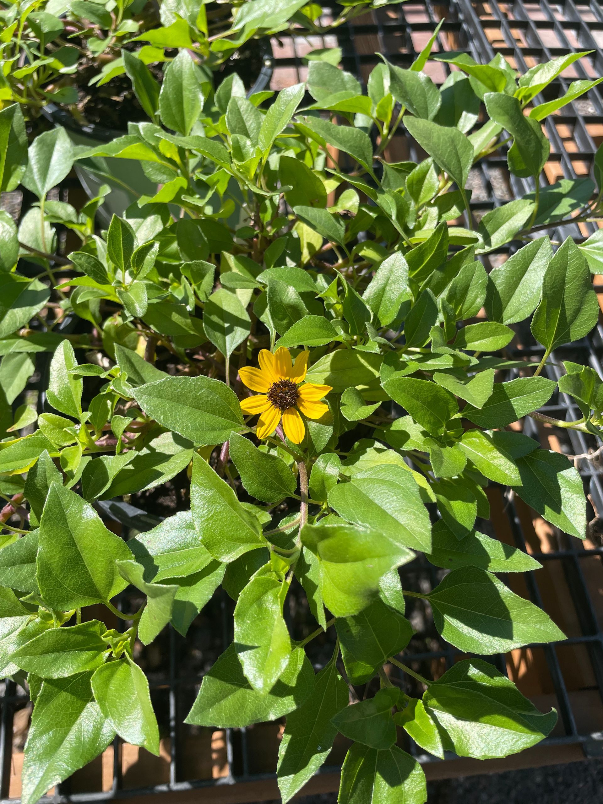 Beach Sunflower