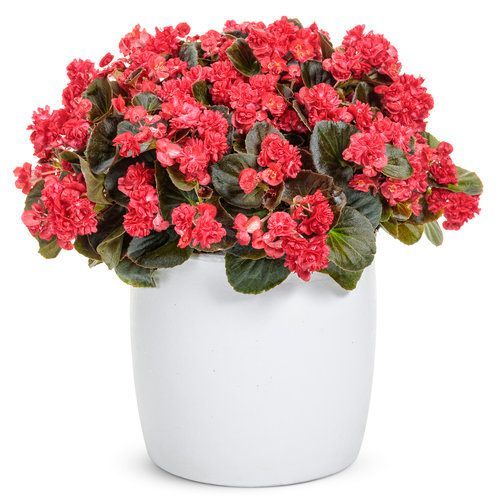 Double Up Begonia Pot