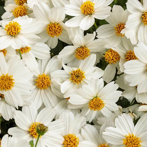 Bidens Campfire Marshmallow