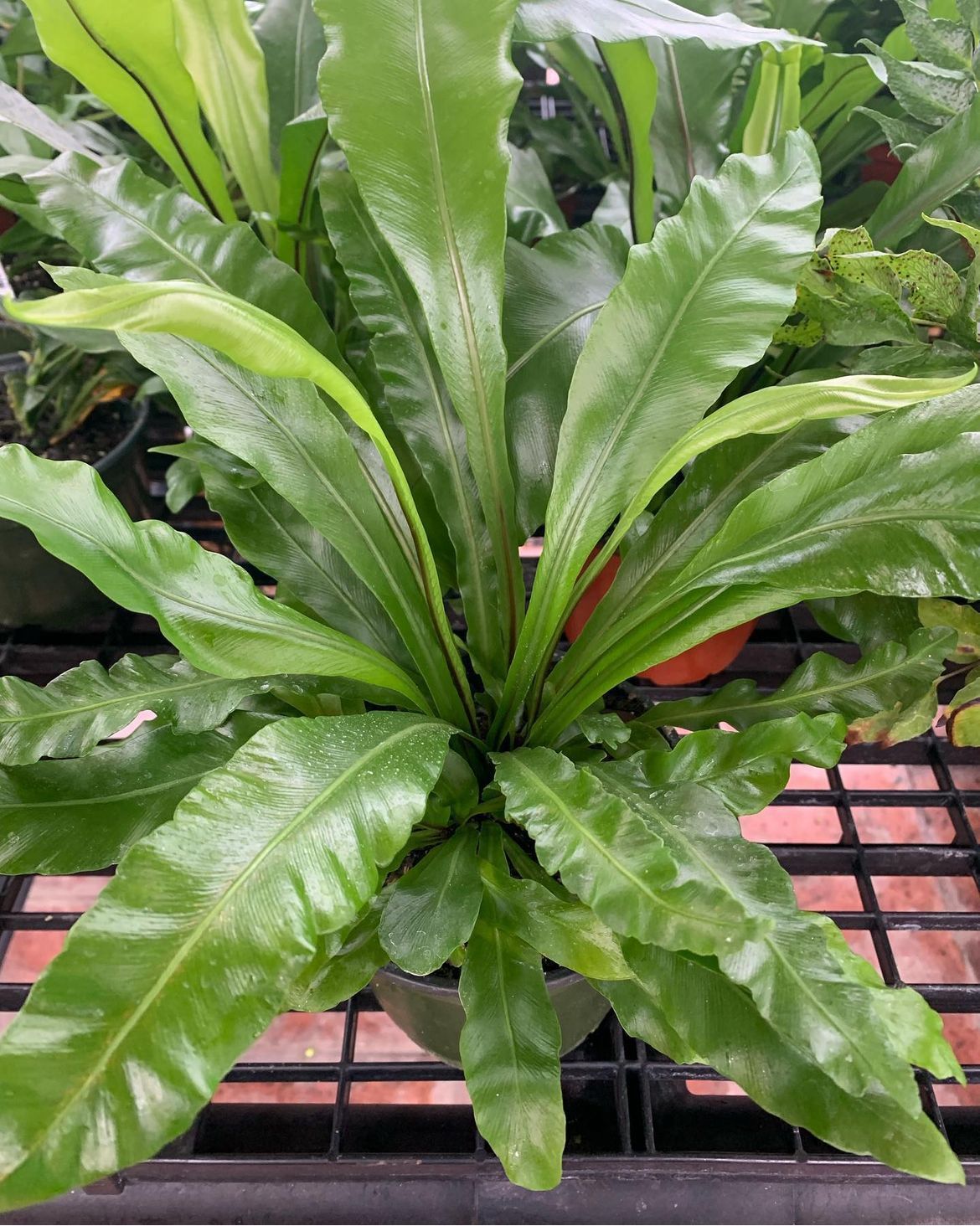Bird's Nest Fern