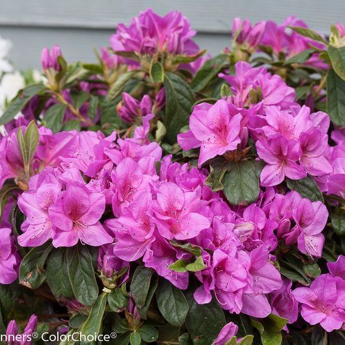 Bloom-A-Thon Lavender Azalea