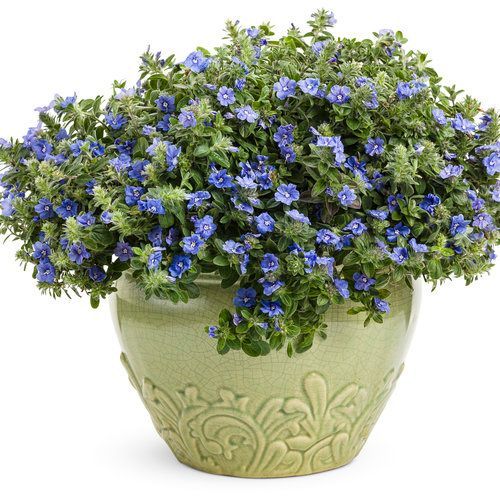 Blue My Mind Pot