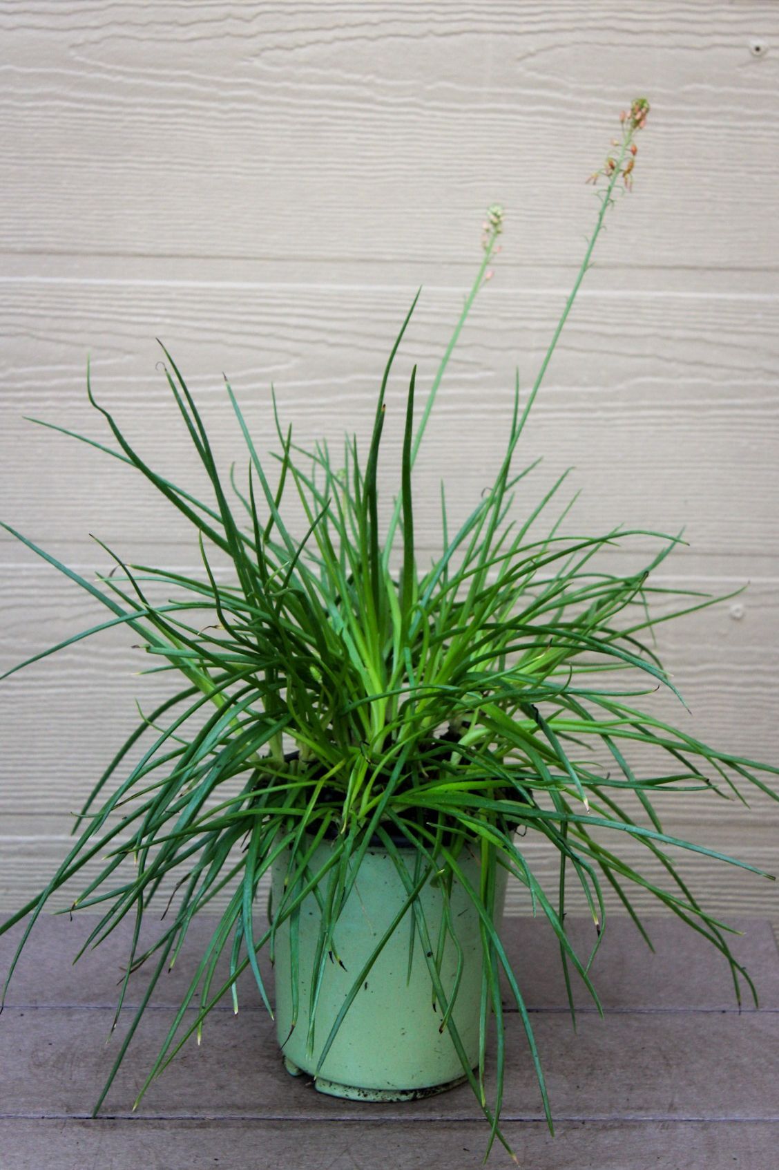 Bulbine