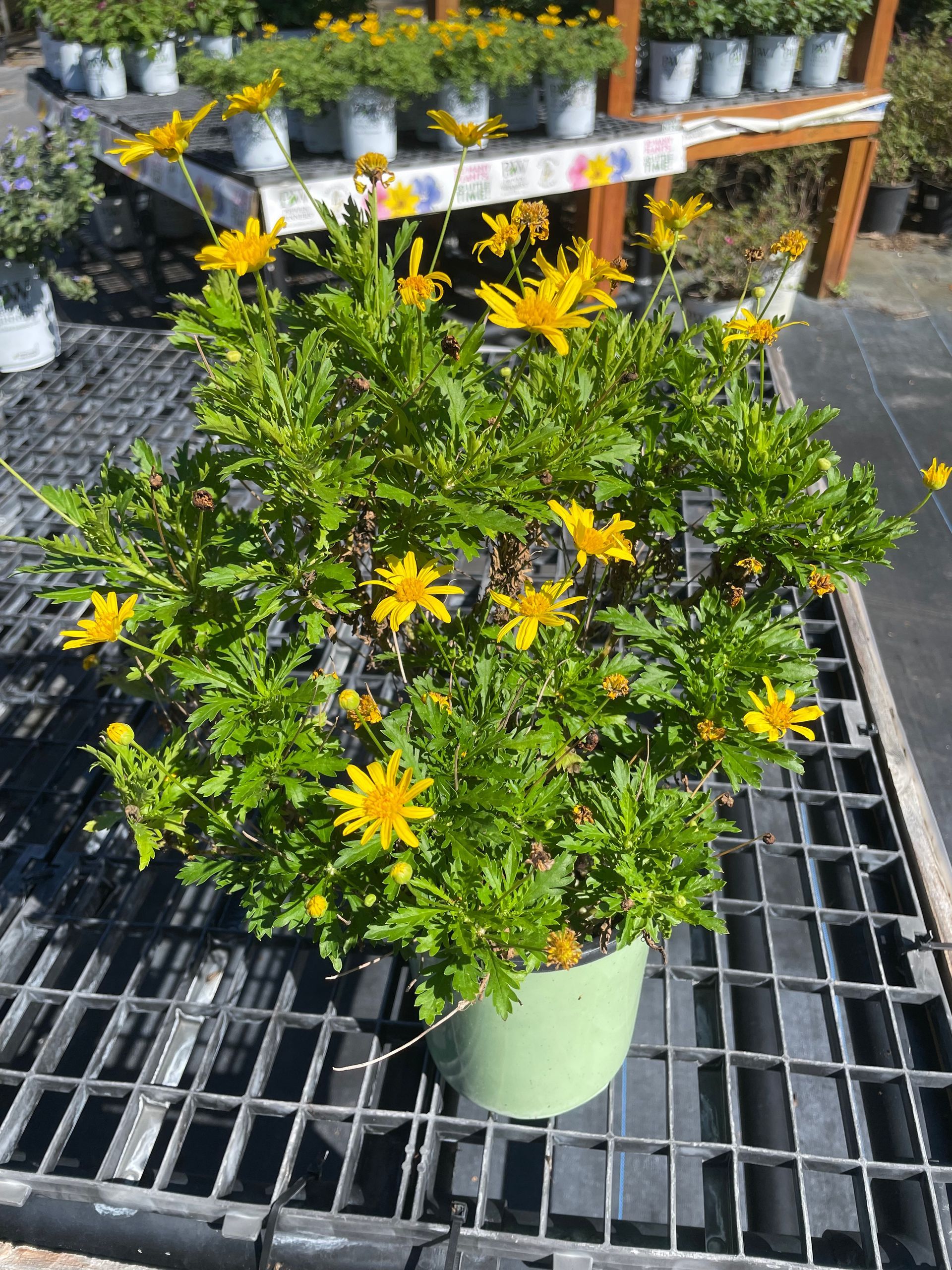 Bush Daisy