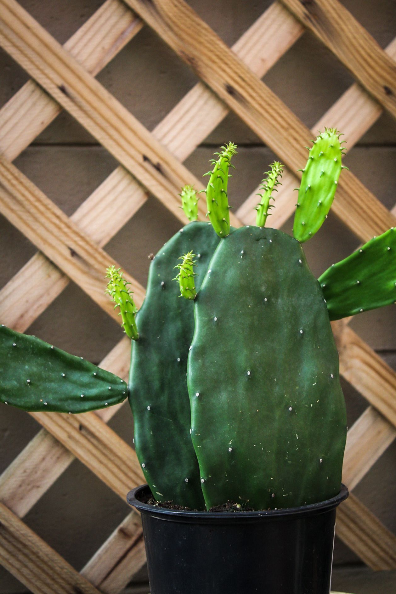 Cactus Opuntia