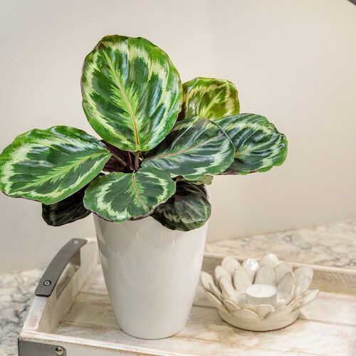 Calthea Color Full Medallion