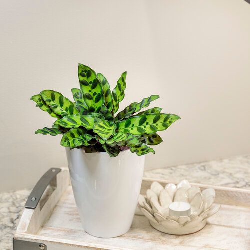 Calathea Lancifolia Color Full Rattlesnake