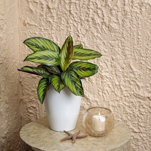 Calathea Ornata Color Full Beauty Star